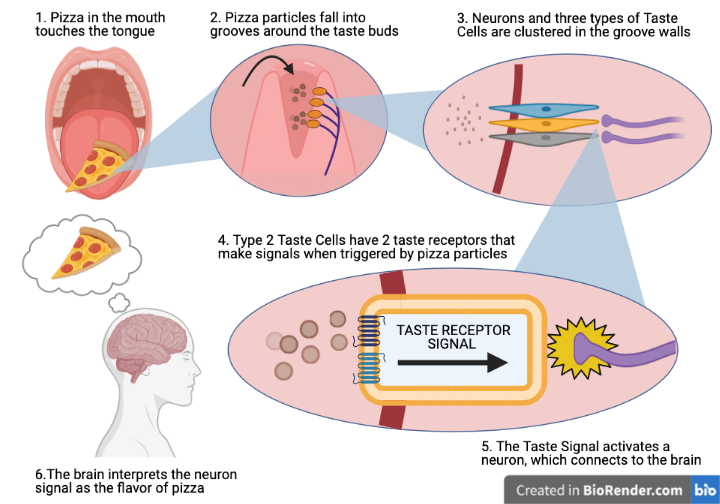 sense of taste diagram